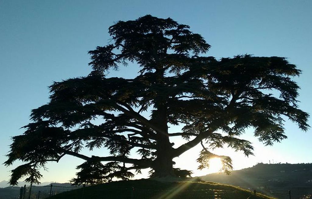 GMG diocesana «Nel silenzio del grande cedro»