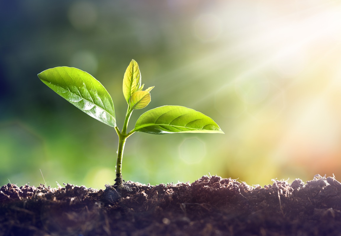 «Gemme di carità che Dio fa sbocciare», al Santo Volto la XXXIV Giornata Caritas