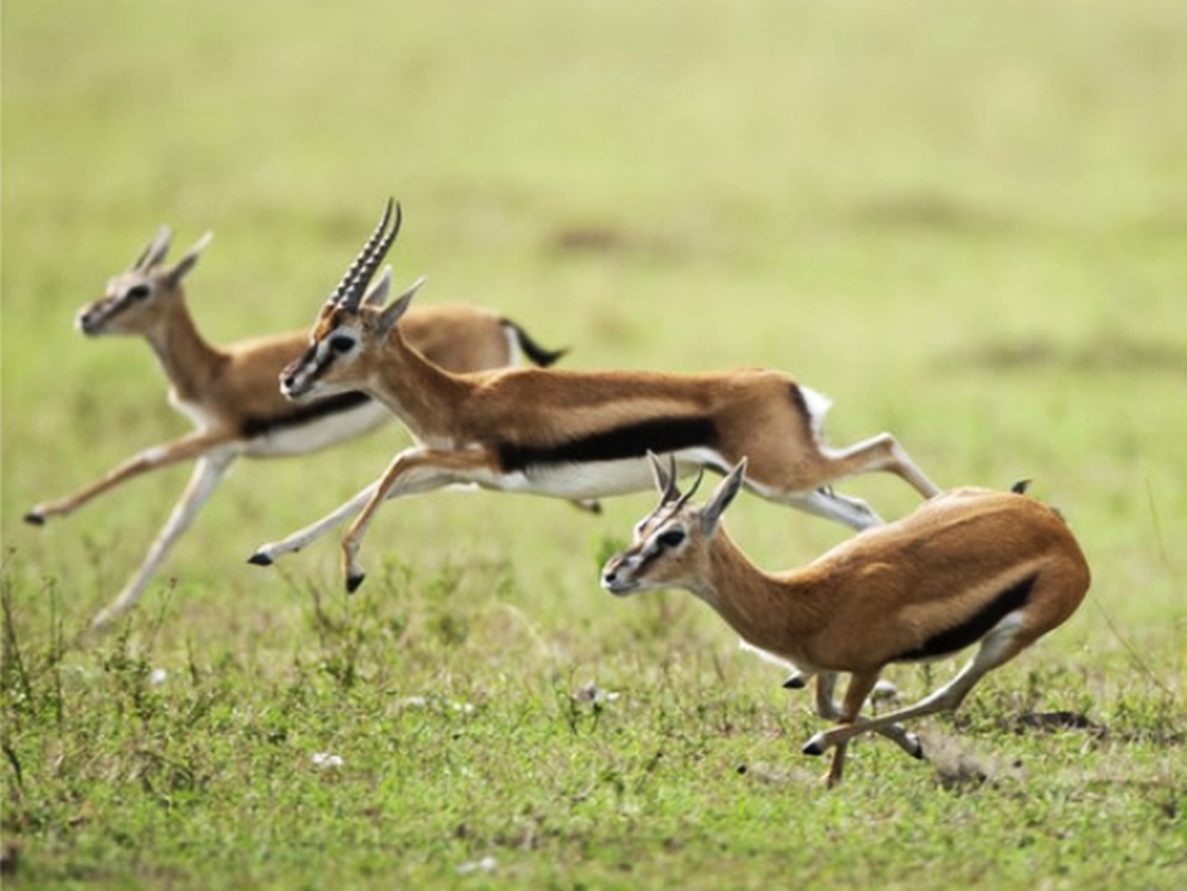La corsa delle gazzelle e la nostalgia di Dio, gli auguri di mons. Repole alla Curia per Pasqua