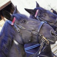 Giraudo_Messa_Polizia_Stato_s_Michele_29-09-25-31.jpg